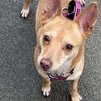 Thumbnail photo of Phoebe #1