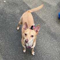 Thumbnail photo of Phoebe #2