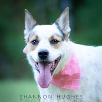 Thumbnail photo of Dot aka Koda #1