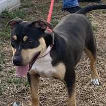 Thumbnail photo of Cray #4