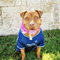 Thumbnail photo of Nova #1