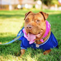 Thumbnail photo of Nova #2