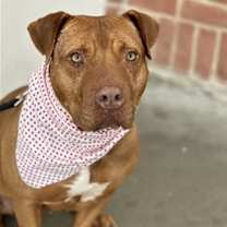 Thumbnail photo of Nova #3