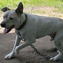 Thumbnail photo of Vinny #1