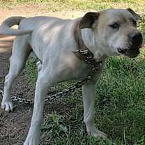 Thumbnail photo of Vinny #2