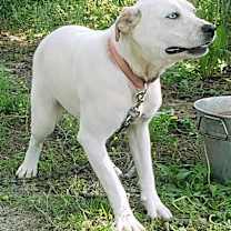 Thumbnail photo of Sugar #1