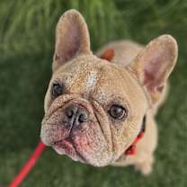 Thumbnail photo of Tyson #1