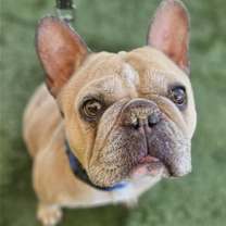 Thumbnail photo of Tyson #2