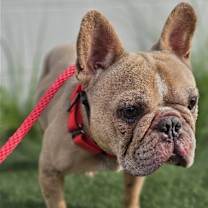 Thumbnail photo of Tyson #4