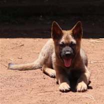 Thumbnail photo of Delta #1