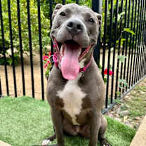 Thumbnail photo of Jada #4