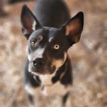 Thumbnail photo of Nova #3