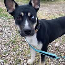 Thumbnail photo of Nova #4