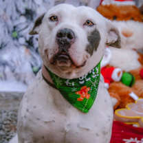 Thumbnail photo of Blanca #3