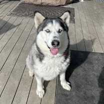 Thumbnail photo of Dakota #1