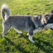 Thumbnail photo of Dakota #2
