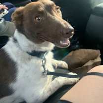 Thumbnail photo of oatmilk #1