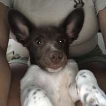 Thumbnail photo of oatmilk #3