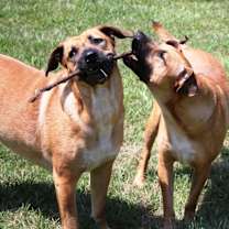 Thumbnail photo of DAISY #3