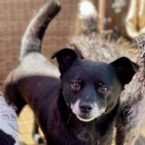 Thumbnail photo of Panther #2