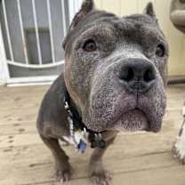 Thumbnail photo of Bronx aka Mr. B or B-Box #3