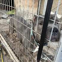 Thumbnail photo of Bronx aka Mr. B or B-Box #4