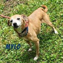 Thumbnail photo of Mylo #1