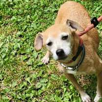 Thumbnail photo of Mylo #4