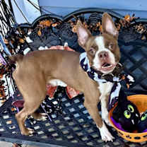 Thumbnail photo of Mickey - IN TRAINING #2