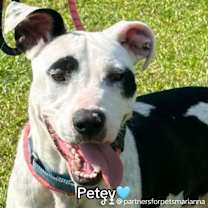 Thumbnail photo of PETEY #1