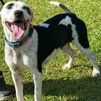 Thumbnail photo of PETEY #2