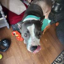 Thumbnail photo of Zuri BP #2