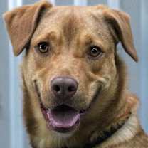 Thumbnail photo of Iggy #2