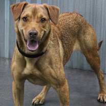 Thumbnail photo of Iggy #3