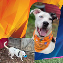 Thumbnail photo of Cassanova #2