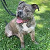 Thumbnail photo of Boca!! #3