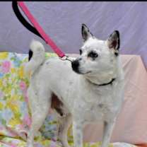 Thumbnail photo of Chip-Sponsored #2
