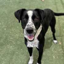 adopt-pet