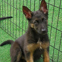 Thumbnail photo of Baby Chloe #2