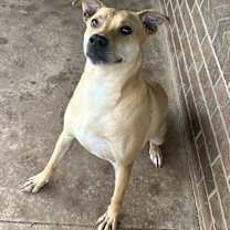 Thumbnail photo of Goldie #1