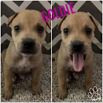 Thumbnail photo of Goldie #2