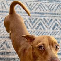 Thumbnail photo of Charlie #4