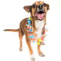adopt-pet