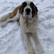 Thumbnail photo of Teddy #2