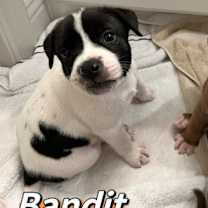 Thumbnail photo of Bandit #1