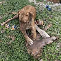 Thumbnail photo of Levi #4