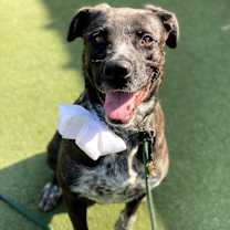 Thumbnail photo of Clover #3