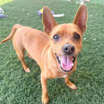 adopt-pet