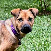 Thumbnail photo of Bailey #1