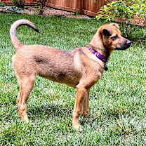 Thumbnail photo of Bailey #2